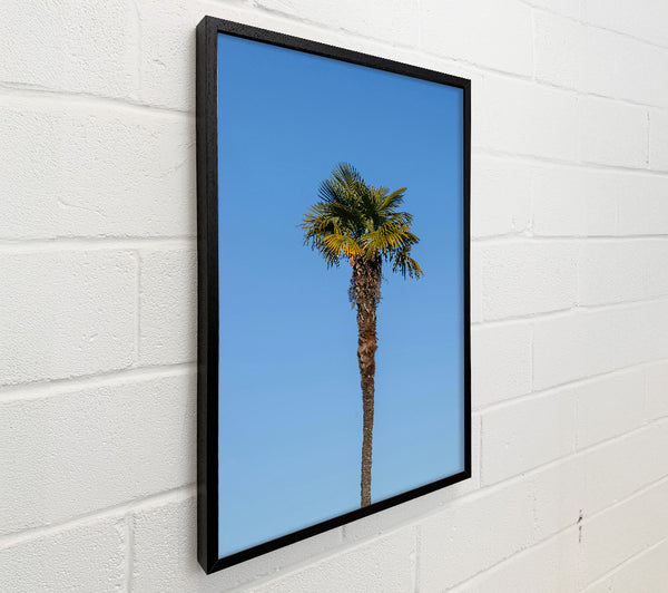 Blue Sky Palm Tree