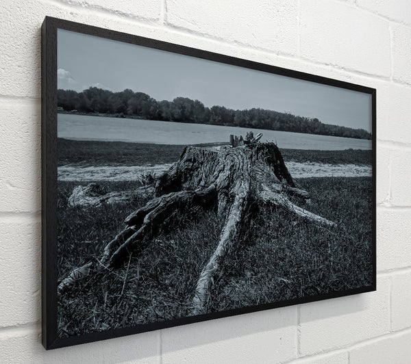 Blue Tree Stumps