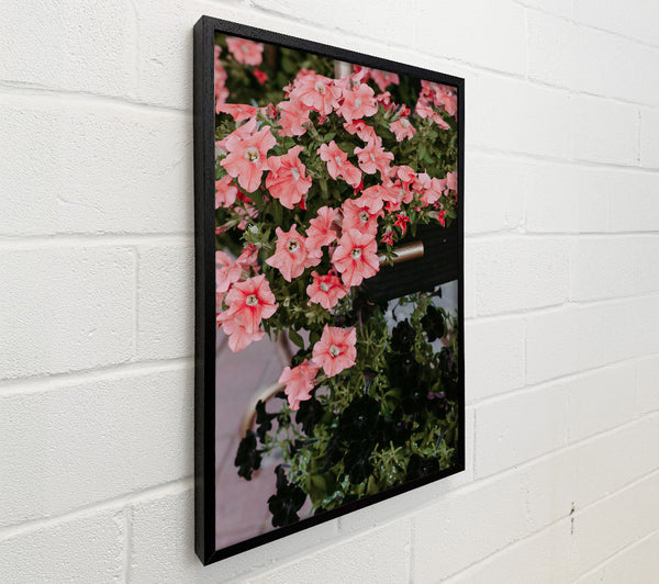 Coral Blooms And Shadows