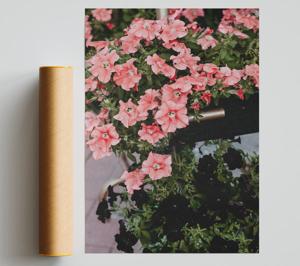Coral Blooms And Shadows Giclee Print