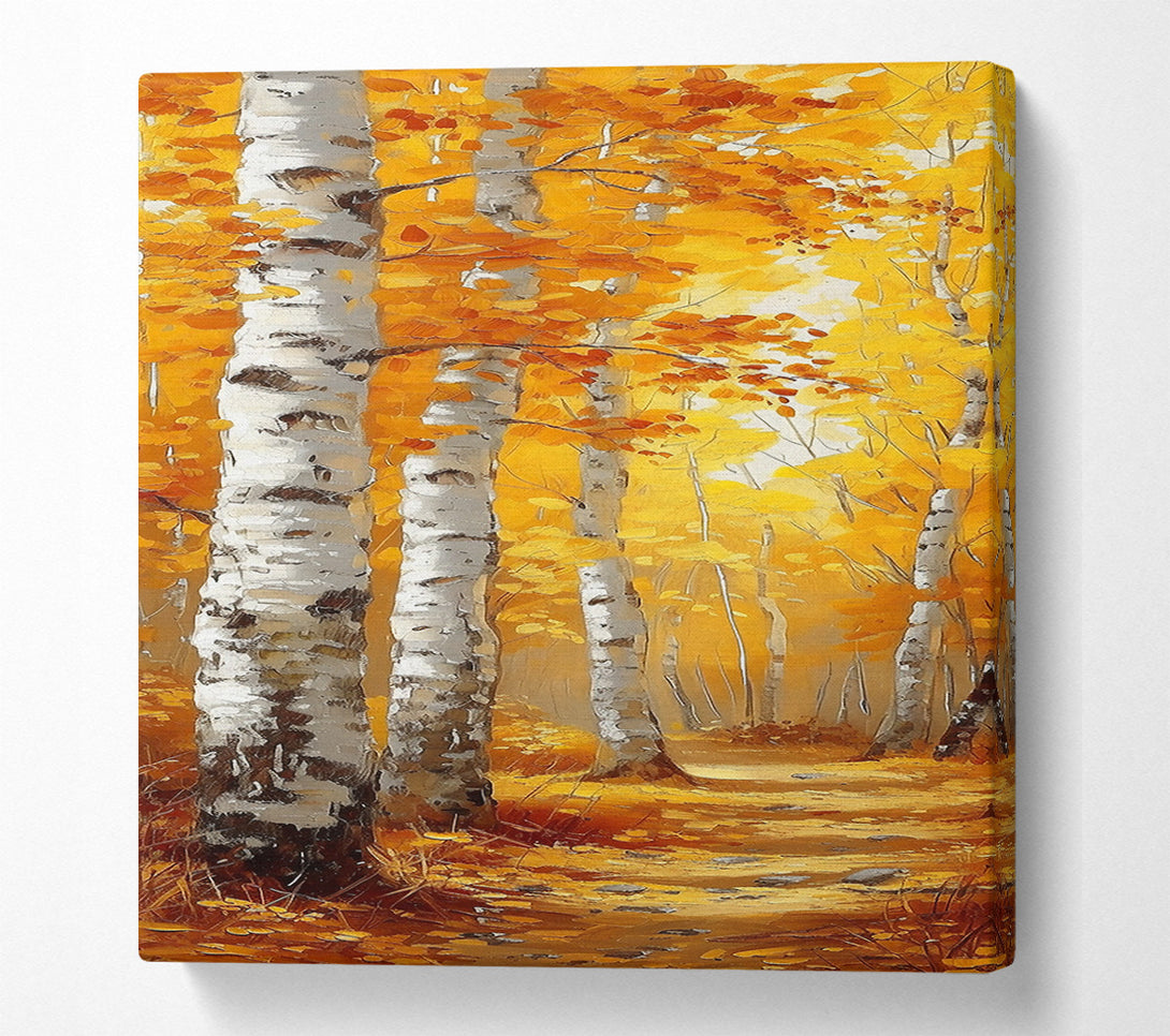  A Canvas Print of Golden Birch Grove Canvas Art