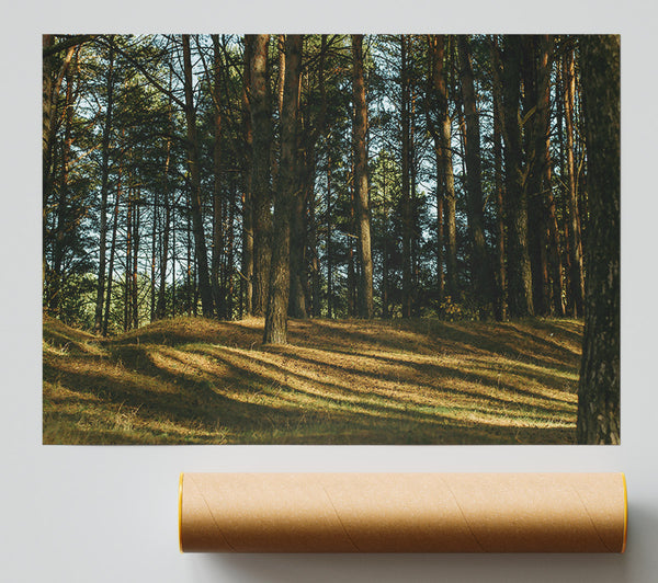 Golden Sun Through Pines Print