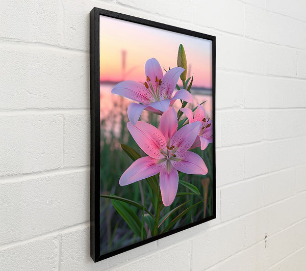 Pale Pink Lilies