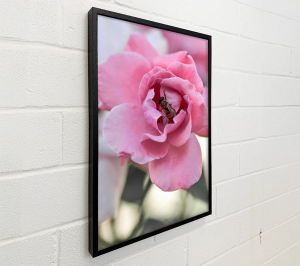 Pink Rose Embrace