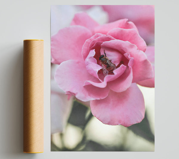 Pink Rose Embrace Giclee Print