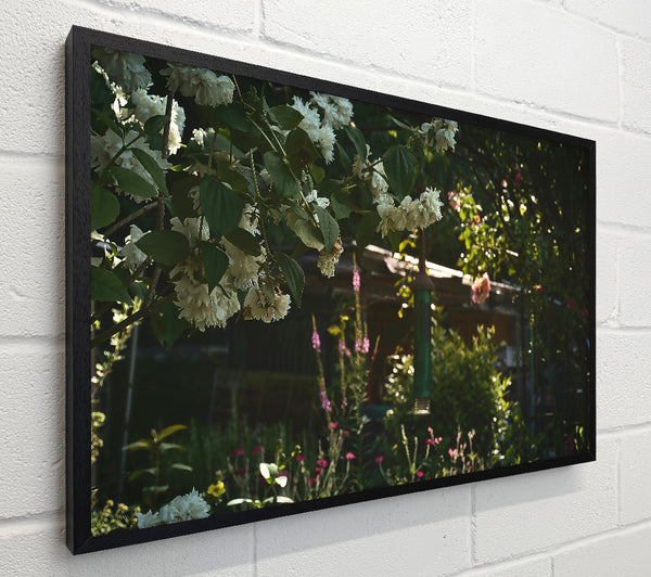 White Blooms In Sunlight