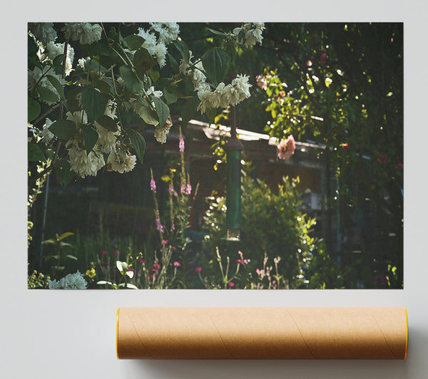 White Blooms In Sunlight Poster