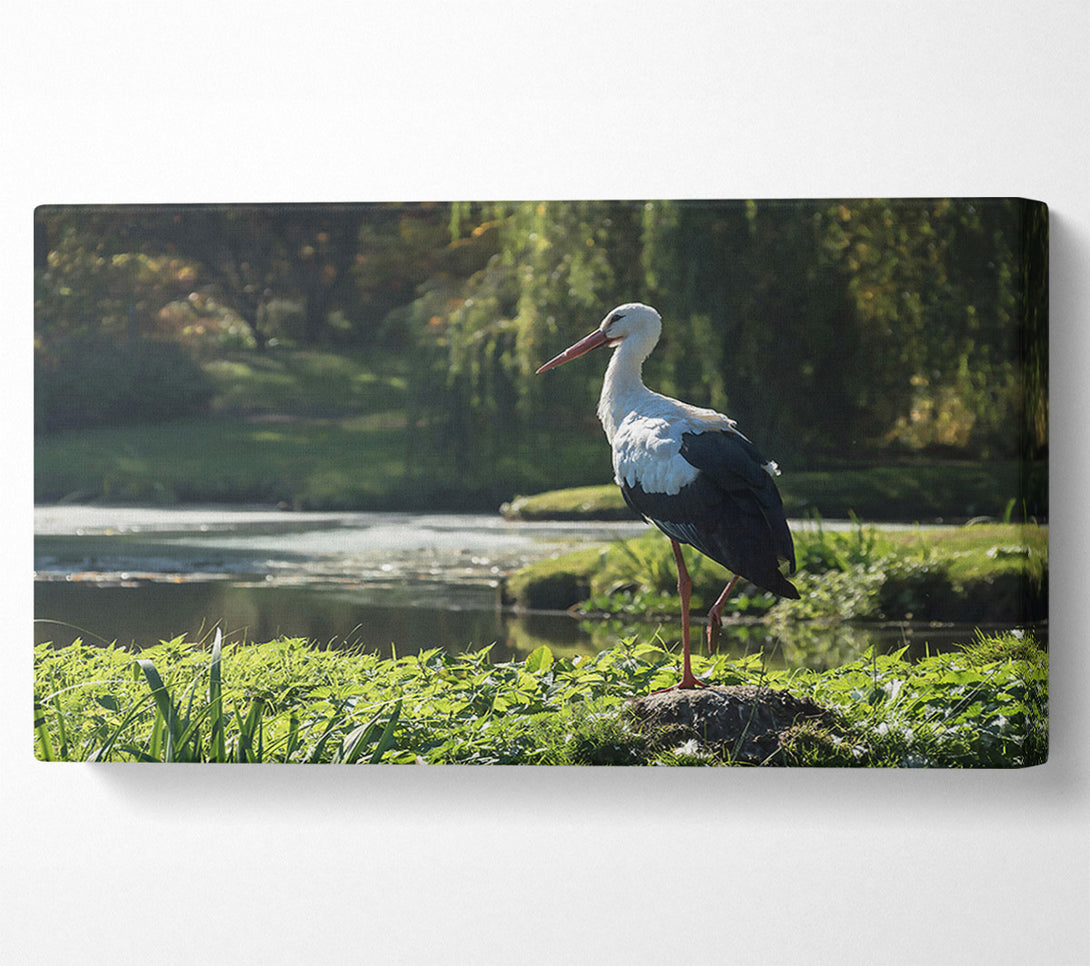  A Canvas Print of White Stork By The Pond. Canvas Print