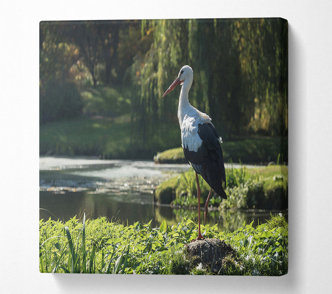  A Canvas Print of White Stork By The Pond. Canvas Print