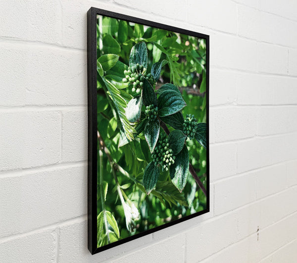 Emerald Budding Branch