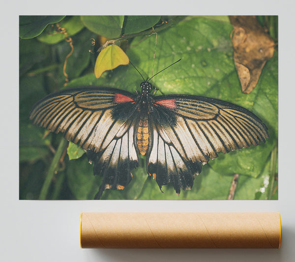 Black And White Wings Print