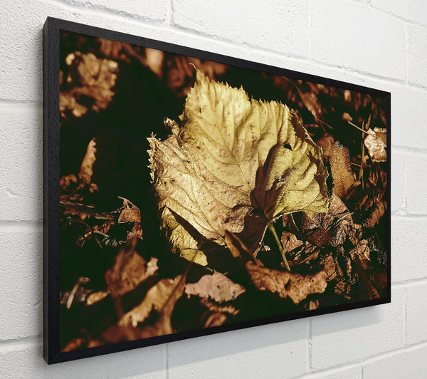 Golden Leaf Among Brown