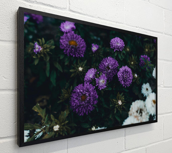 Purple Blooms In Bloom