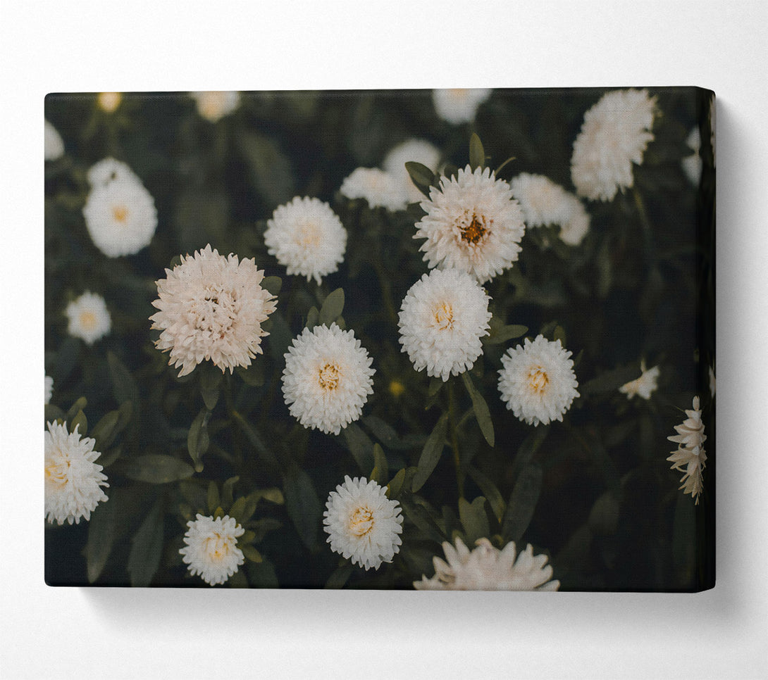  A Canvas Print of White Blooms In Green Canvas Print