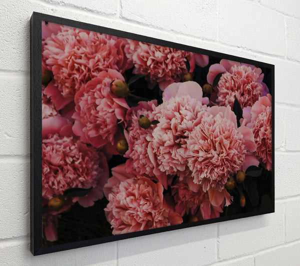 Blushing Pink Peonies