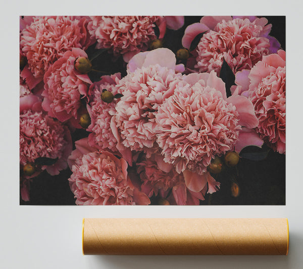 Blushing Pink Peonies Print
