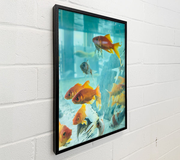 Orange Fin Symphony