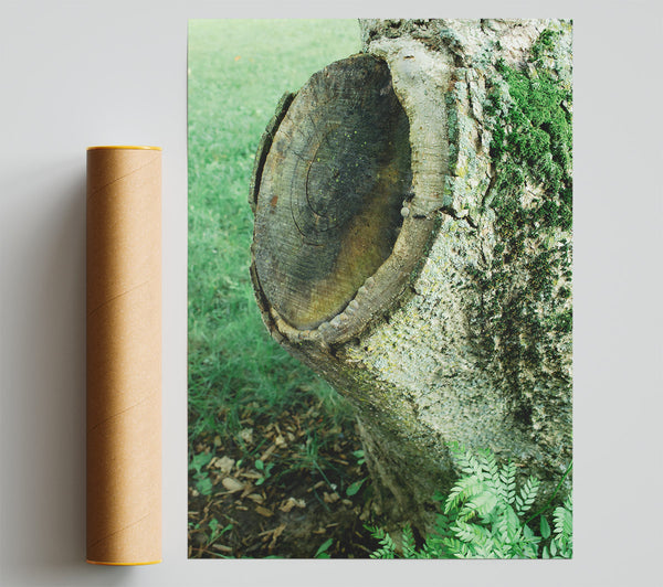 Green Tree Stump Scars Print