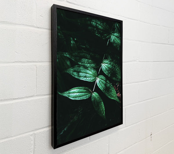 Emerald Green Shadows