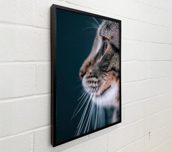 Blue Whisker Gaze