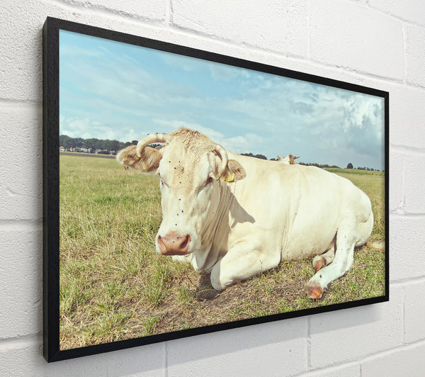 The White Cow Resting
