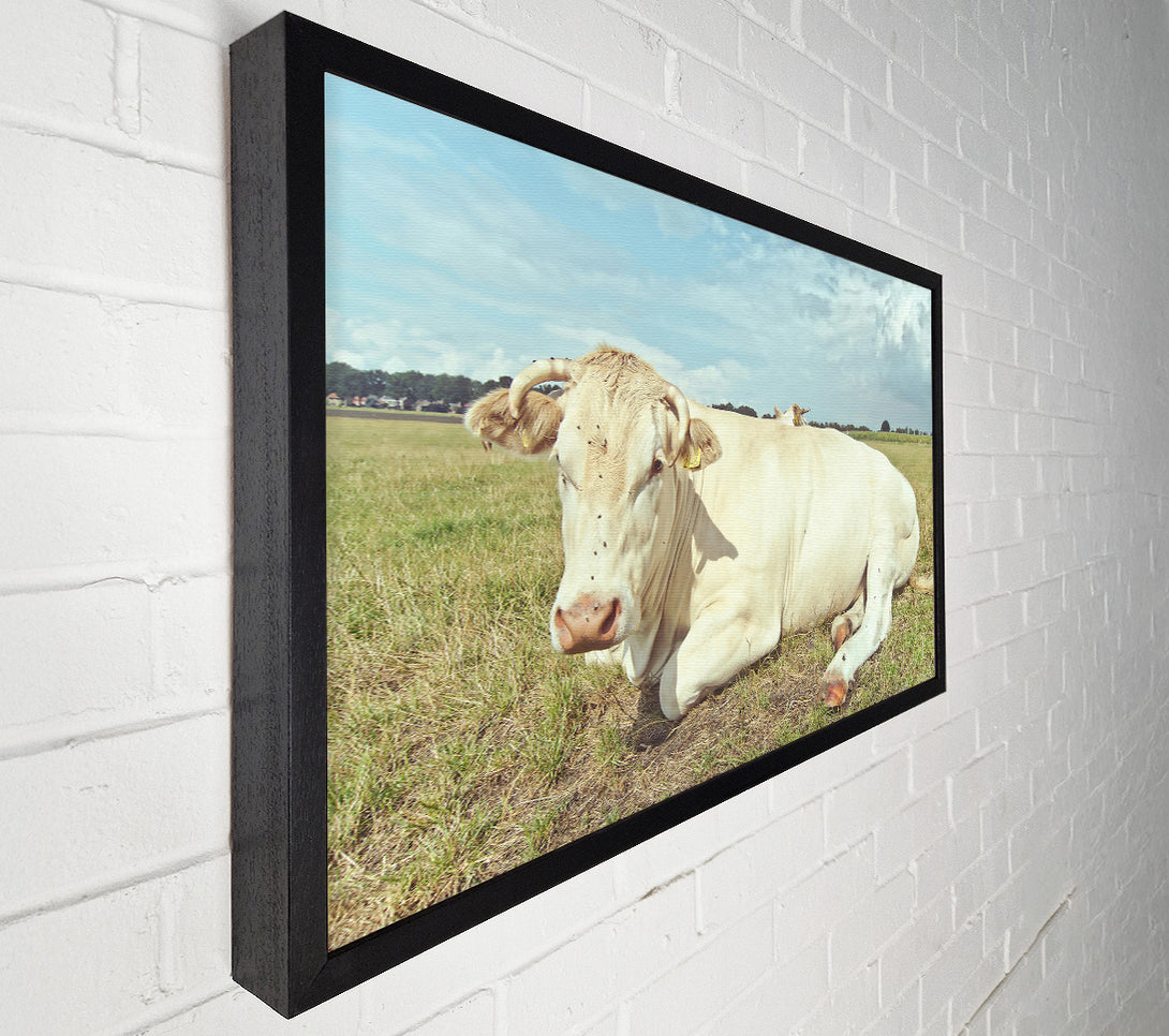  A Canvas Print of The White Cow Resting Canvas Art