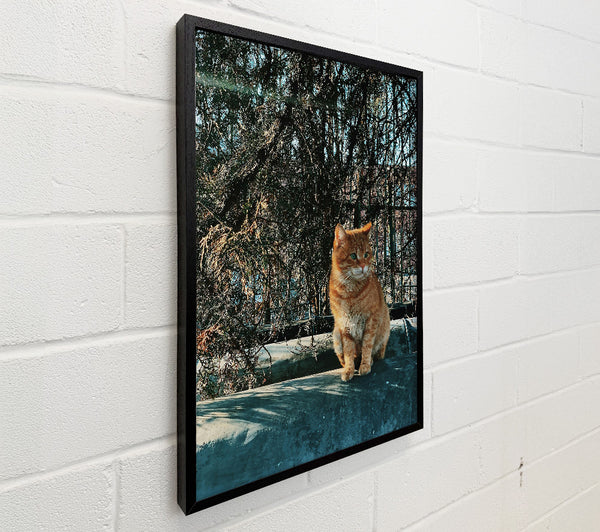 Orange Cat In The Pines.