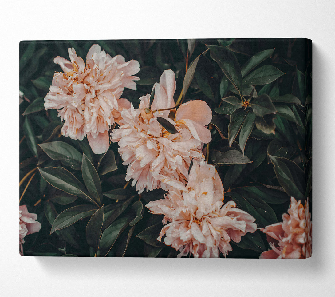  A Canvas Print of Blush Peony Bloom Canvas Wall Art