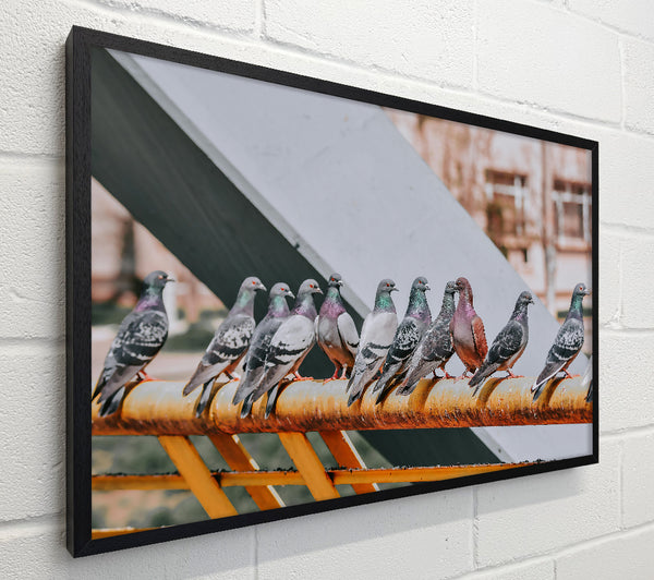 Rusty Railing Pigeons