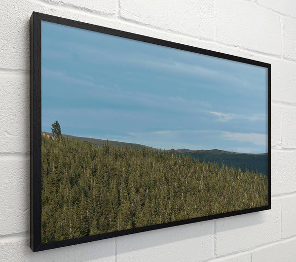 Azure Pinescape