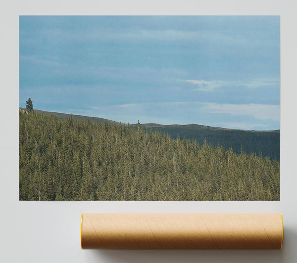 Azure Pinescape Print