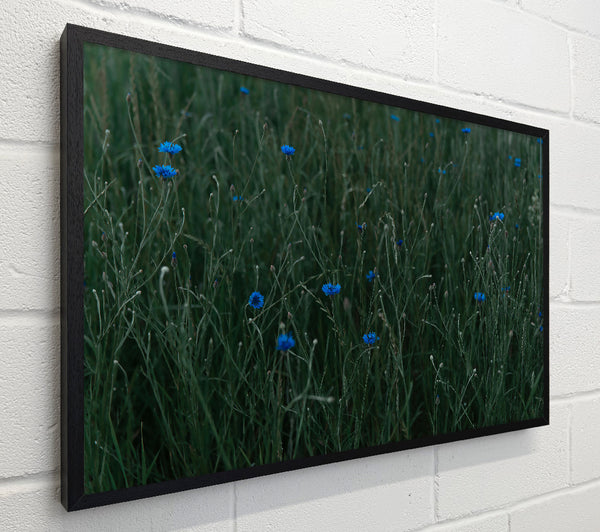 Blue Blooms In Green
