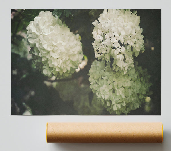 Creamy White Blossoms Poster