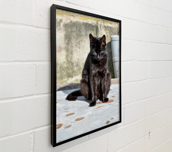 Black Cat Respite