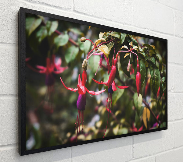 Crimson Fuchsia Bloom