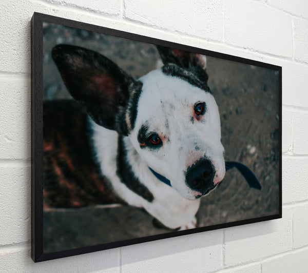 Red-Eyed White Dog