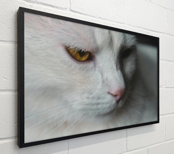 Golden Gaze In White