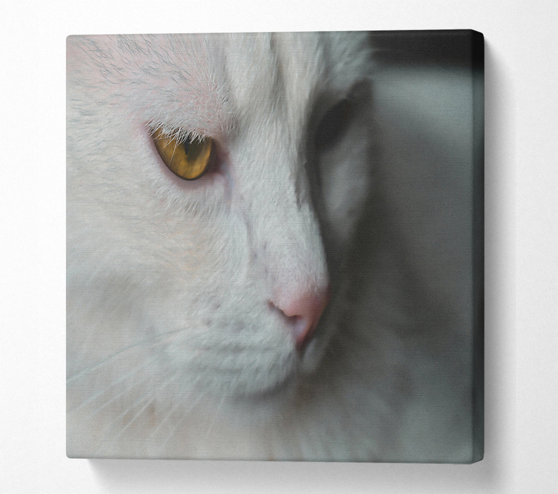  A Canvas Print of Golden Gaze In White Canvas Wall Art