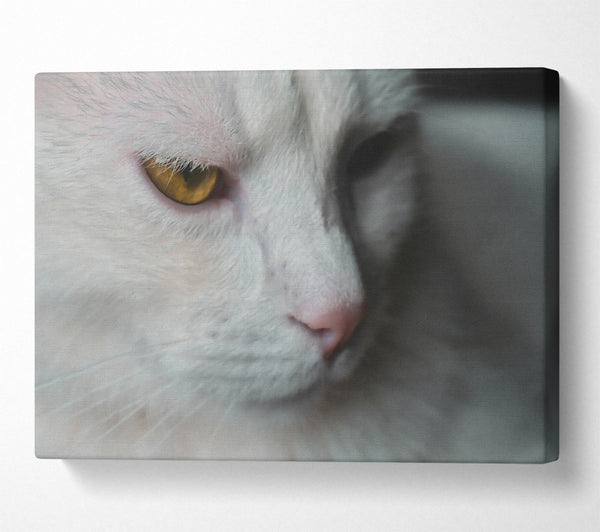  A Canvas Print of Golden Gaze In White Canvas Wall Art
