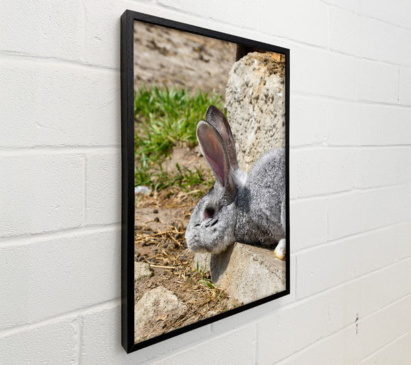 Gray Bunny Resting