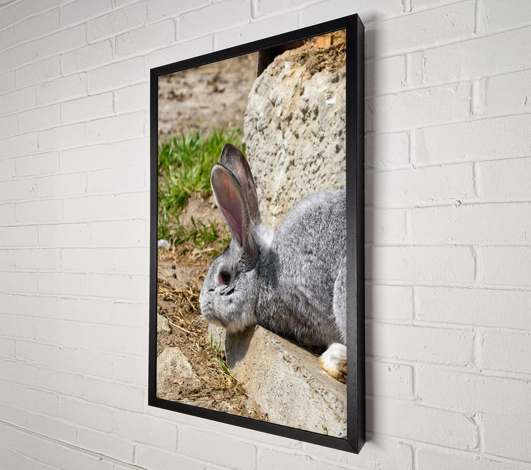  A Canvas Print of Gray Bunny Resting Canvas Print