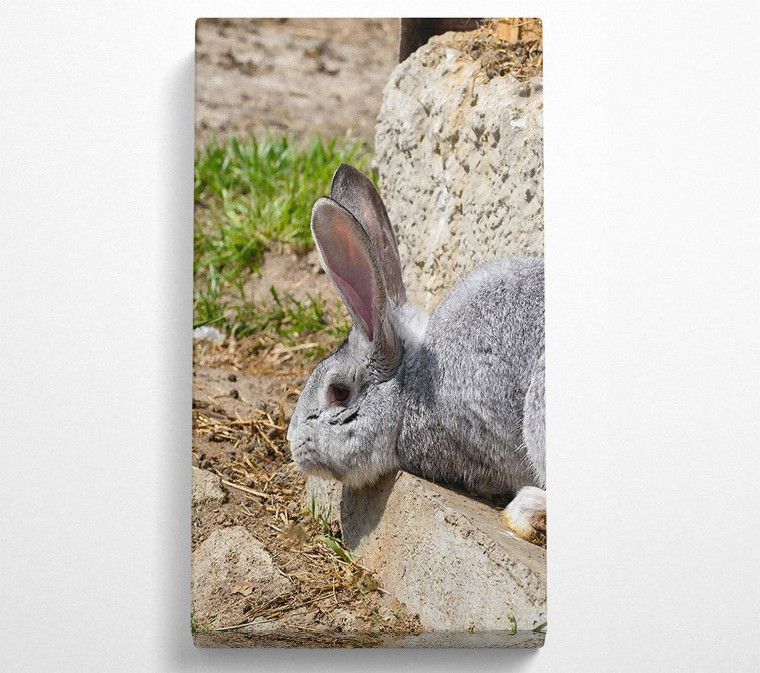  A Canvas Print of Gray Bunny Resting Canvas Print