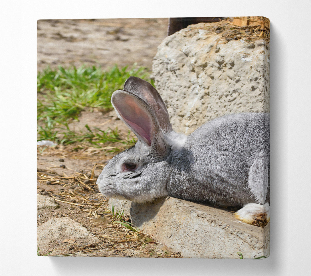  A Canvas Print of Gray Bunny Resting Canvas Print