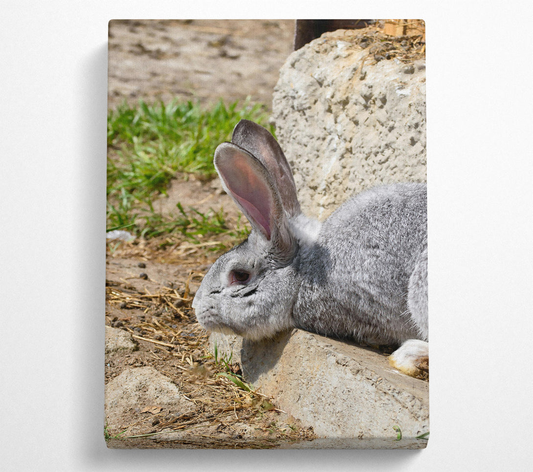  A Canvas Print of Gray Bunny Resting Canvas Print