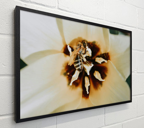 Golden Bee Pollenation