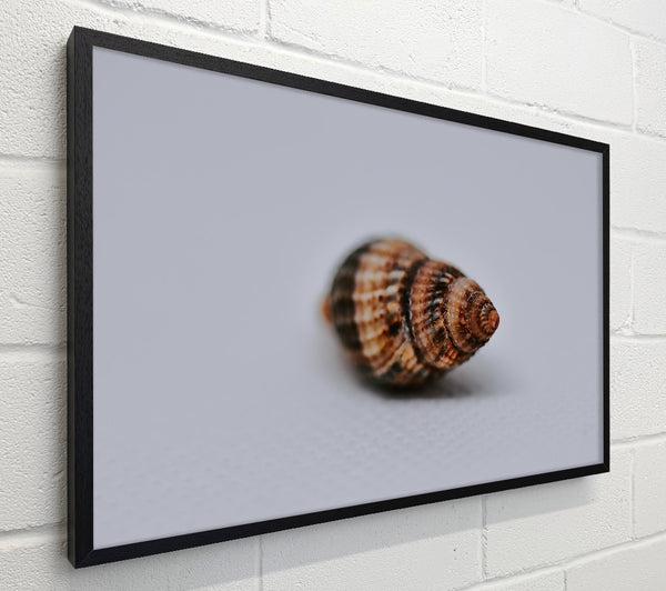 Brown Spiral Shell