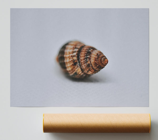 Brown Spiral Shell Giclee Print