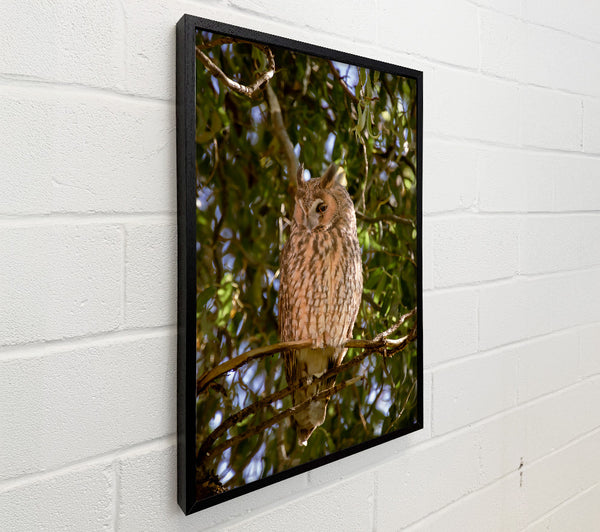 Golden Owl In The Sun