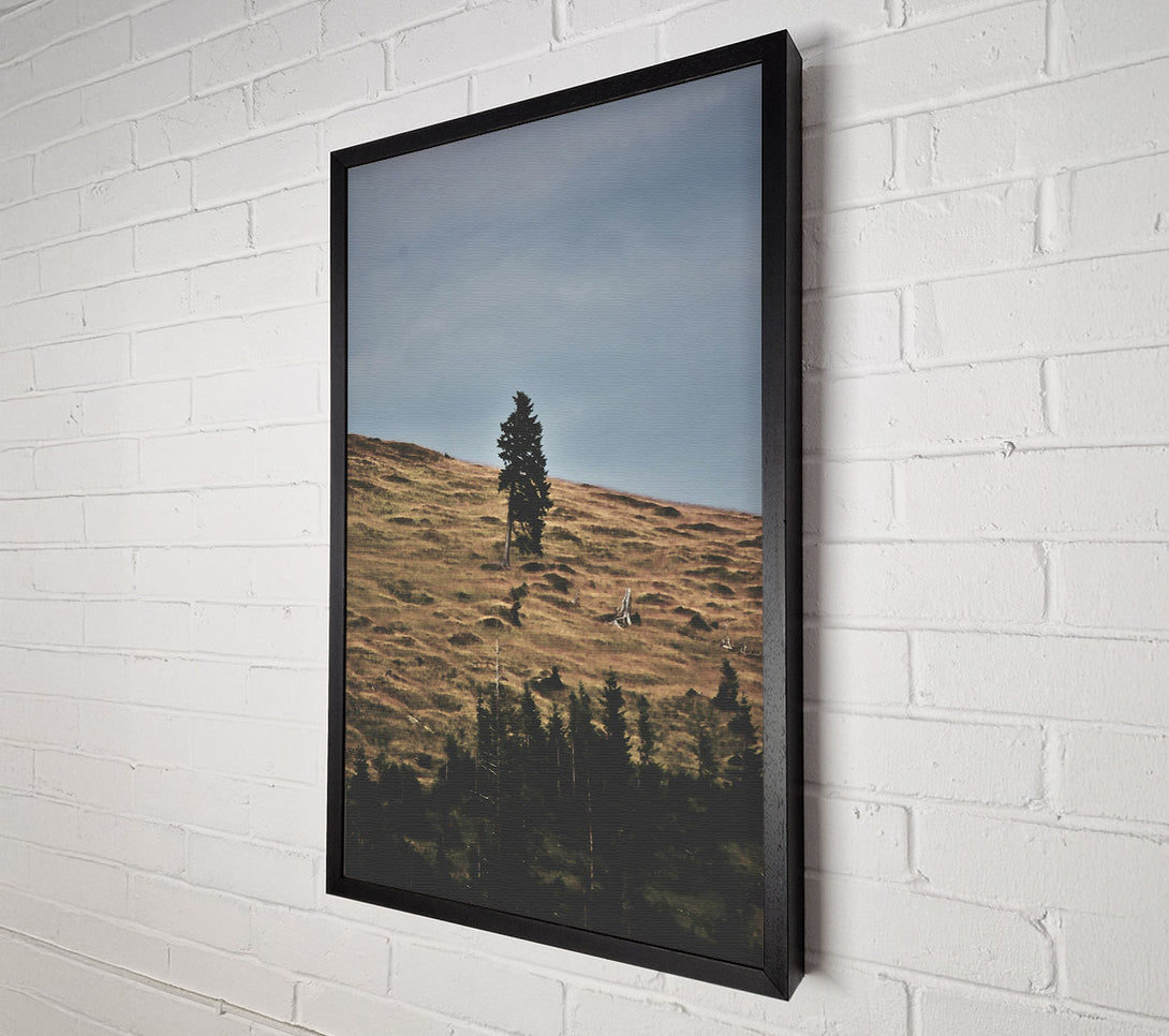  A Canvas Print of Golden Hillside Solitude Canvas Art