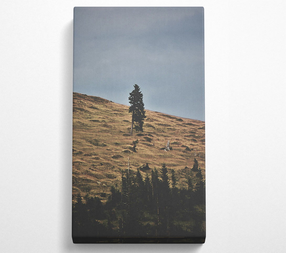  A Canvas Print of Golden Hillside Solitude Canvas Art